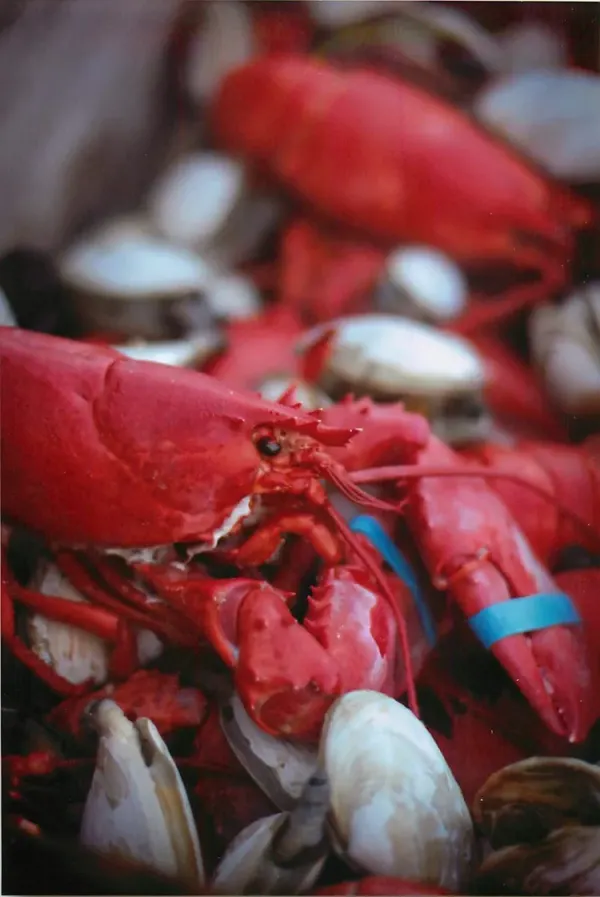 Cooked lobster with clams